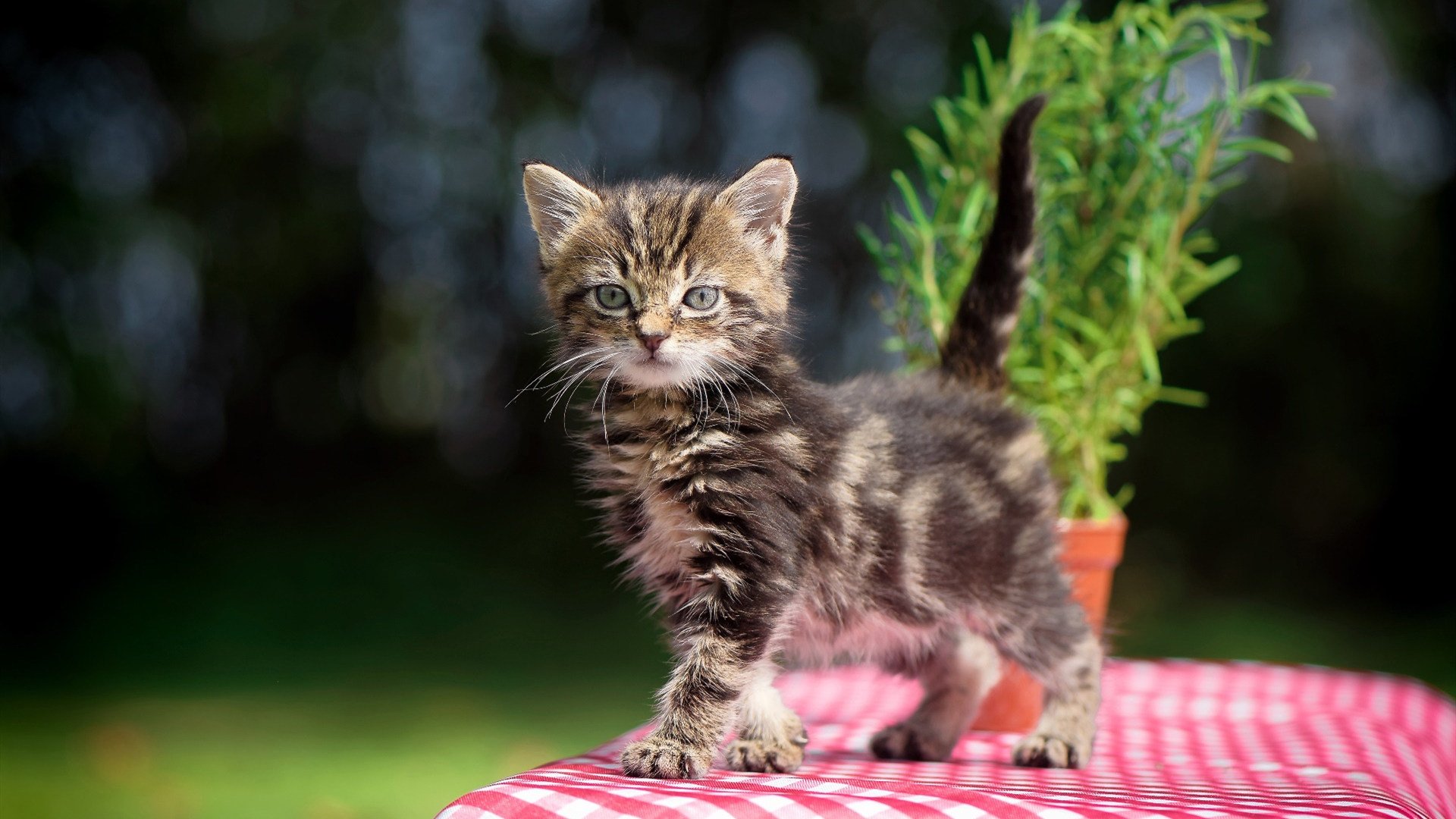 九游官网-电子竞技的心理学研究：选手压力与情绪管理，电子竞技心理学的意义