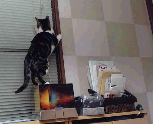 篮球青训项目探索多元化发展路径，篮球青训队训练计划