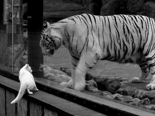 九游官网APP-荷兰女足在预选赛中未能晋级巴黎奥运会，飞翔的荷兰女足还有未来