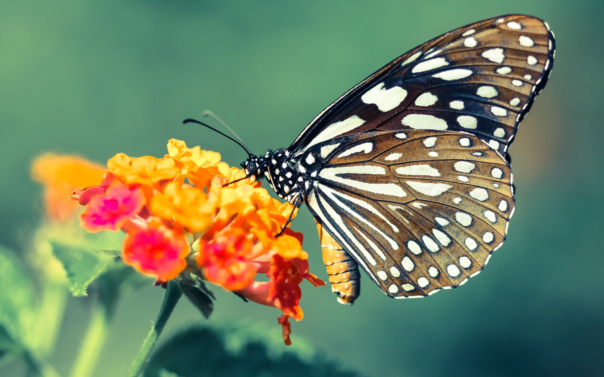 九游赛事-中甲联赛的竞争格局分析，中甲联赛分组