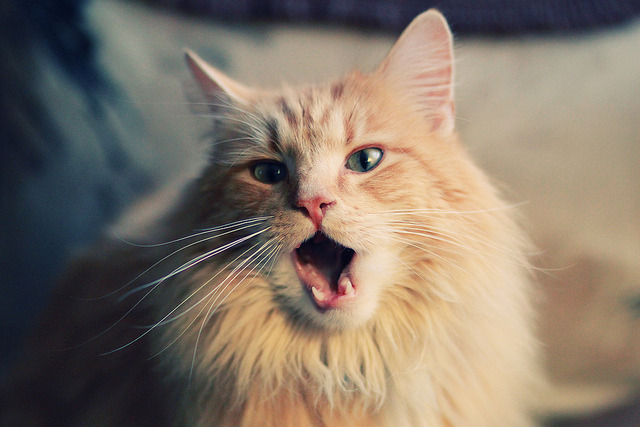 jiuyou游戏-伊朗队在巴黎奥运会比赛中多次利用边路进攻，伊朗队在巴黎奥运会比赛中多次利用边路进攻的是谁