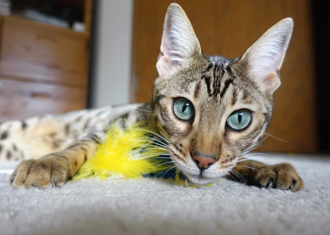 帕尔梅拉斯锋线进攻效率提升，帕尔梅拉斯战绩500