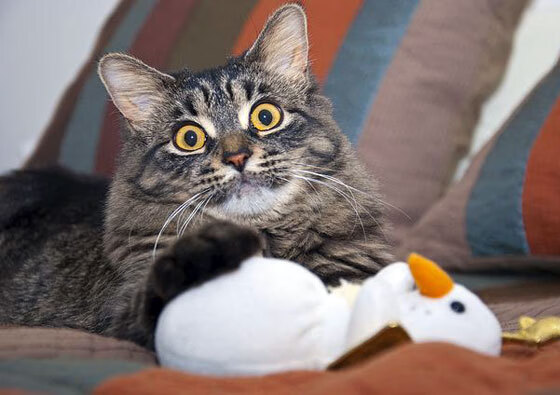 Jiuyou Sports-法甲精彩对决：巴黎圣日耳曼连续赢得两场关键比赛，巴黎圣日耳曼法甲比分