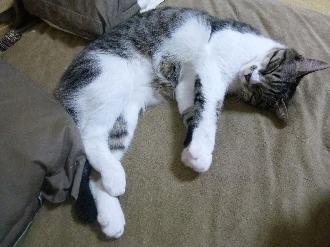 青少年体育活动参与动机及其变化研究，参与体育活动的动机因素有哪些