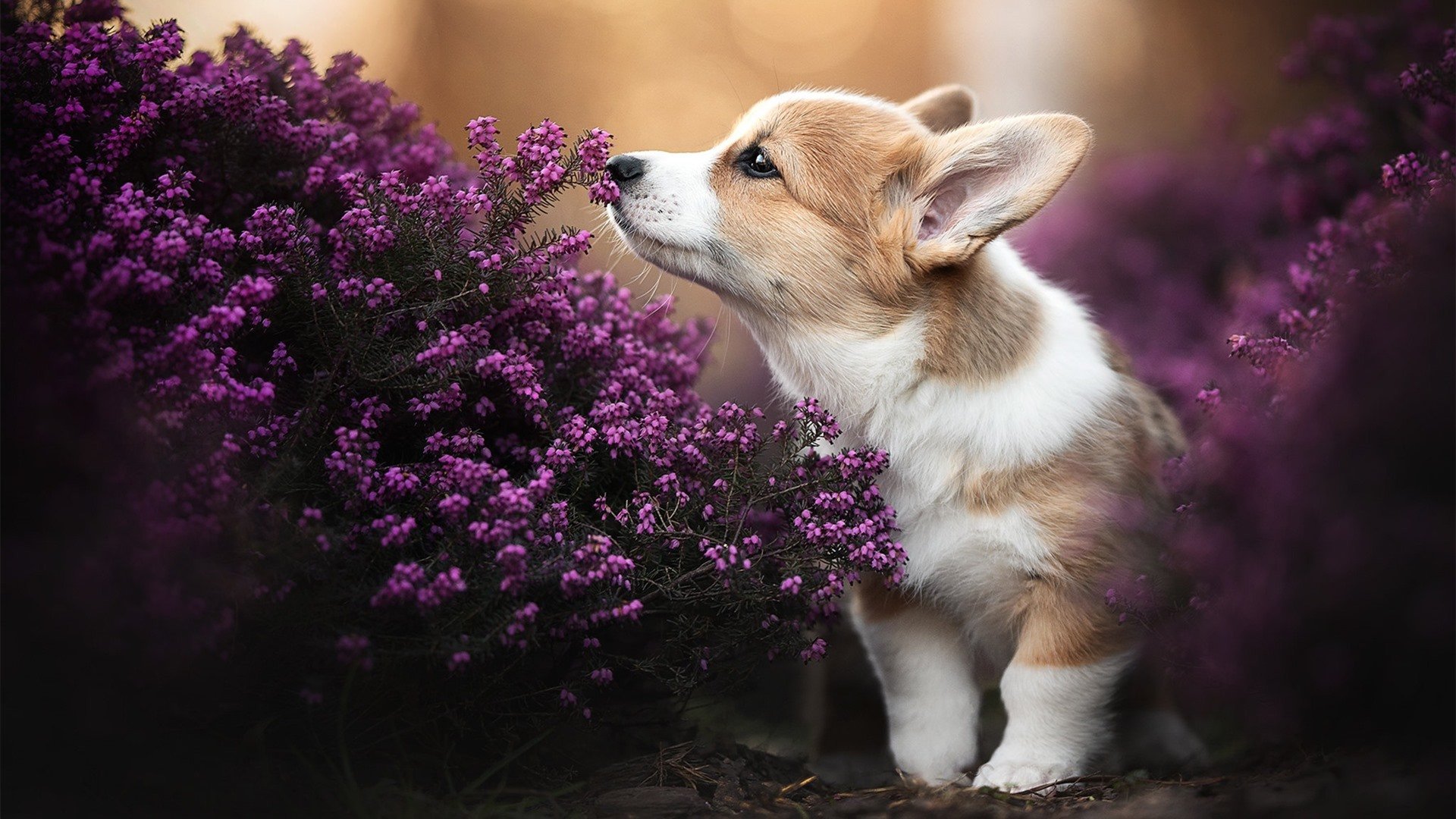 PSG决赛失利引发球迷广泛热议，psi总决赛冠军