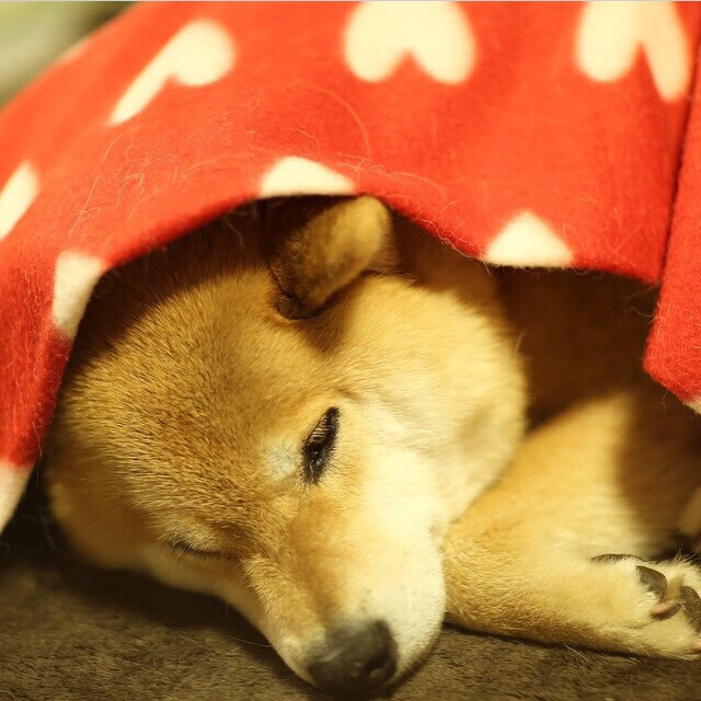 PSG青年军崛起成为新希望